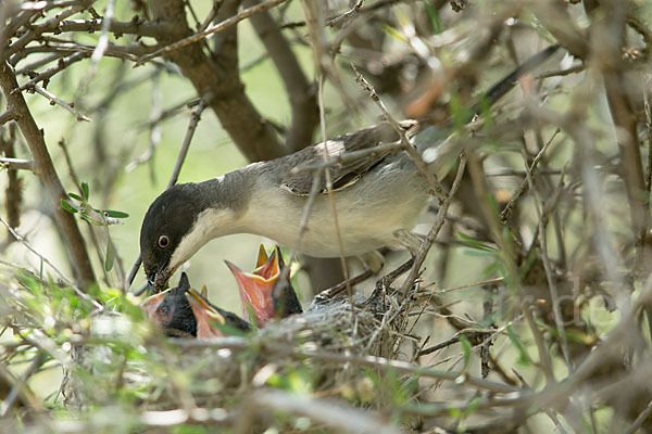 Nachtigallengrasmücke (Curruca crassirostris)