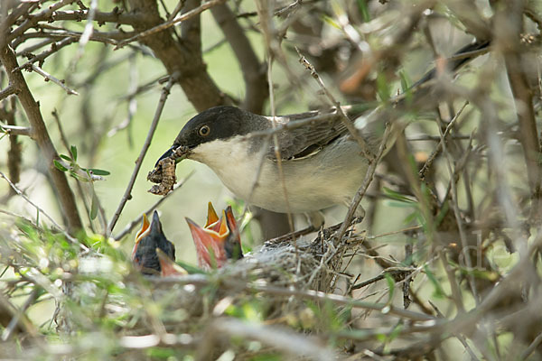 Nachtigallengrasmücke (Curruca crassirostris)