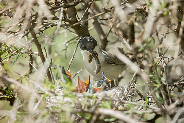 Nachtigallengrasmücke (Curruca crassirostris)