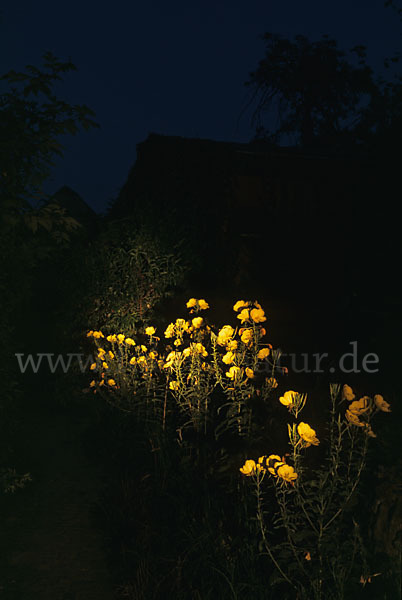 Nachtkerze (Oenothera spec.)