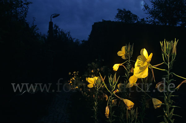 Nachtkerze (Oenothera spec.)