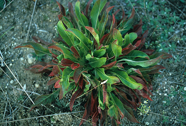 Nachtkerze (Oenothera spec.)