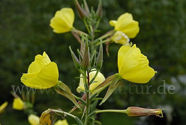 Nachtkerze (Oenothera spec.)