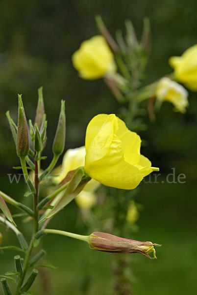 Nachtkerze (Oenothera spec.)