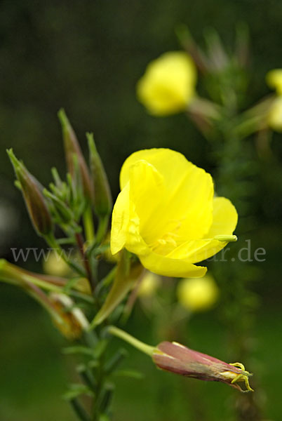 Nachtkerze (Oenothera spec.)