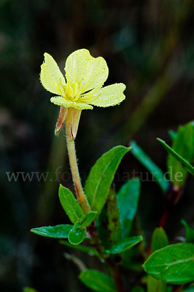 Nachtkerze (Oenothera spec.)