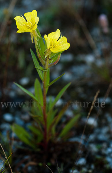 Nachtkerze (Oenothera spec.)