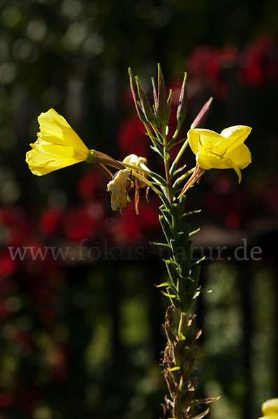 Nachtkerze (Oenothera spec.)