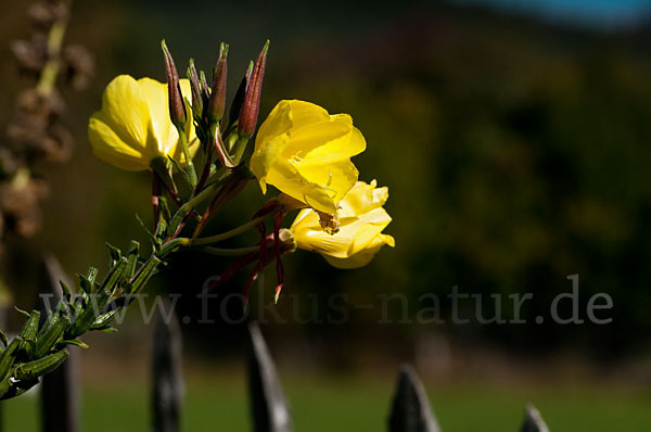 Nachtkerze (Oenothera spec.)