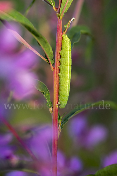 Nachtkerzenschwärmer (Proserpinus proserpina)