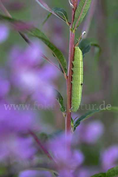 Nachtkerzenschwärmer (Proserpinus proserpina)