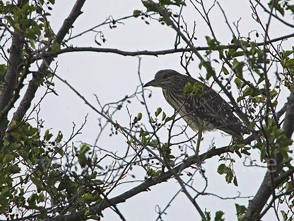 Nachtreiher (Nycticorax nycticorax)