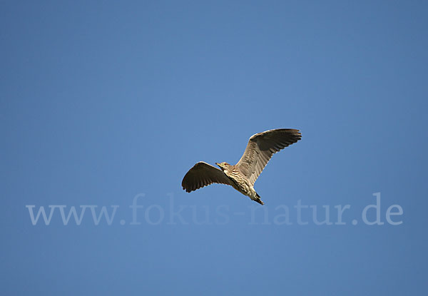 Nachtreiher (Nycticorax nycticorax)