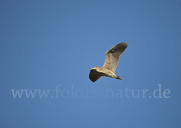 Nachtreiher (Nycticorax nycticorax)