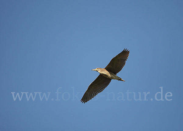 Nachtreiher (Nycticorax nycticorax)