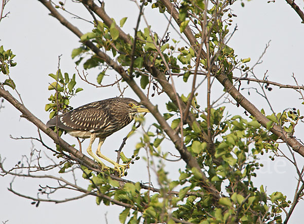 Nachtreiher (Nycticorax nycticorax)