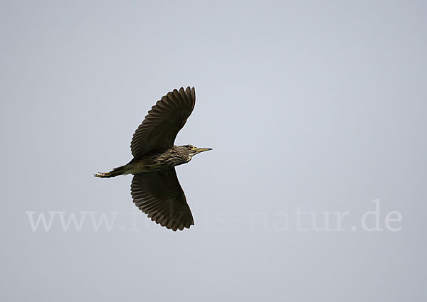 Nachtreiher (Nycticorax nycticorax)