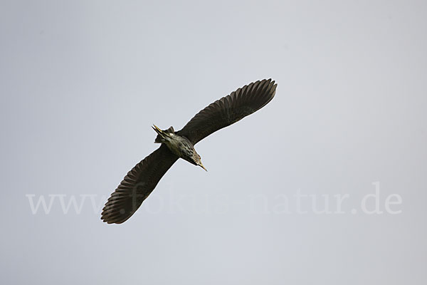 Nachtreiher (Nycticorax nycticorax)