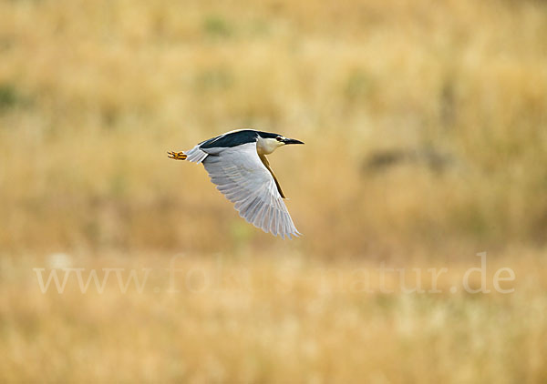 Nachtreiher (Nycticorax nycticorax)