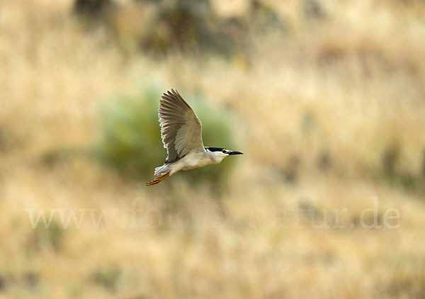 Nachtreiher (Nycticorax nycticorax)