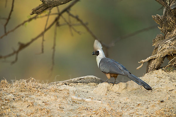 Nacktkehl-Lärmvogel (Corythaixoides personatus)