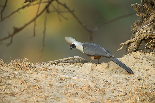 Nacktkehl-Lärmvogel (Corythaixoides personatus)