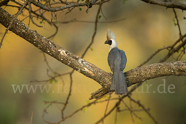 Nacktkehl-Lärmvogel (Corythaixoides personatus)