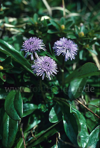 Nacktstenglige Kugelblume (Globularia nudicaulis)