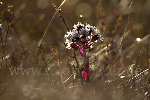 Nardosmia angulosa (Nardosmia angulosa)