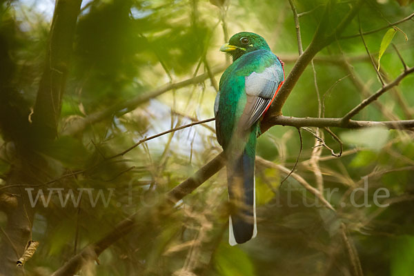 Narinatrogon (Apaloderma narina)