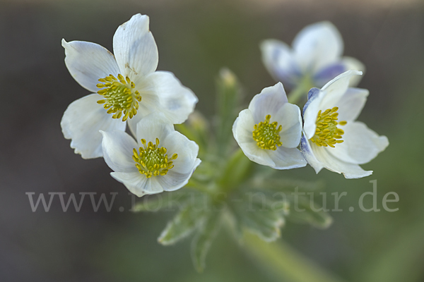 Narzissenblütiges Windröschen (Anemone crinita)