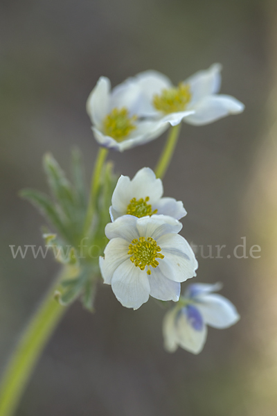 Narzissenblütiges Windröschen (Anemone crinita)