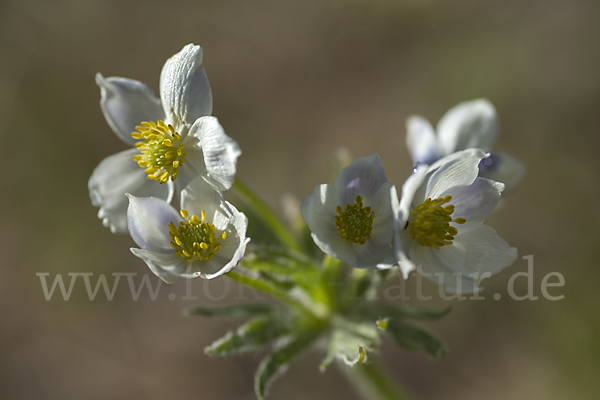 Narzissenblütiges Windröschen (Anemone crinita)