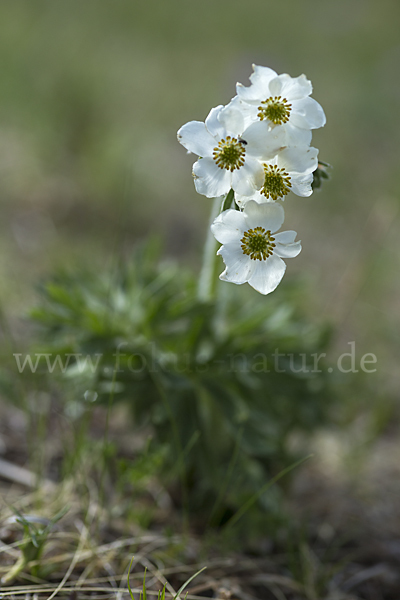 Narzissenblütiges Windröschen (Anemone crinita)