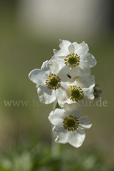 Narzissenblütiges Windröschen (Anemone crinita)