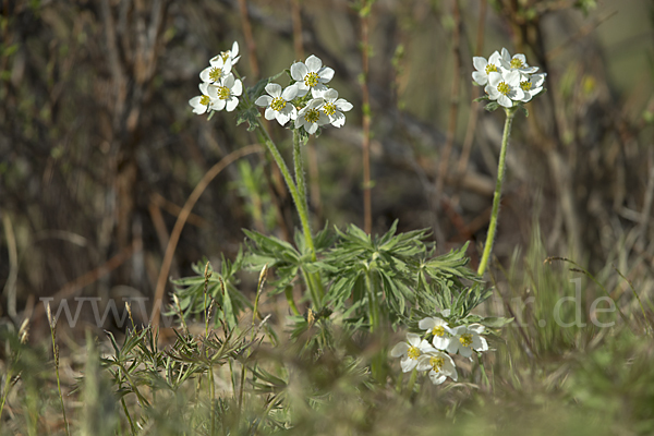 Narzissenblütiges Windröschen (Anemone crinita)