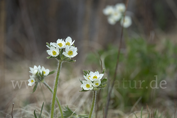 Narzissenblütiges Windröschen (Anemone crinita)