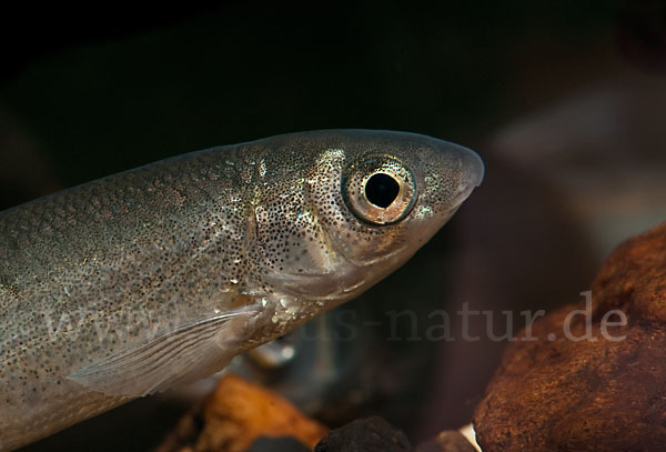 Nase (Chondrostoma nasus)