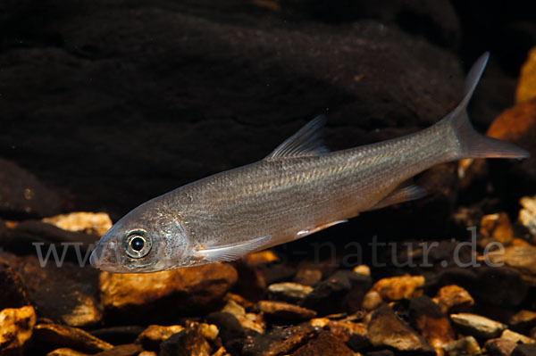 Nase (Chondrostoma nasus)