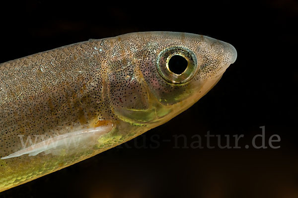 Nase (Chondrostoma nasus)