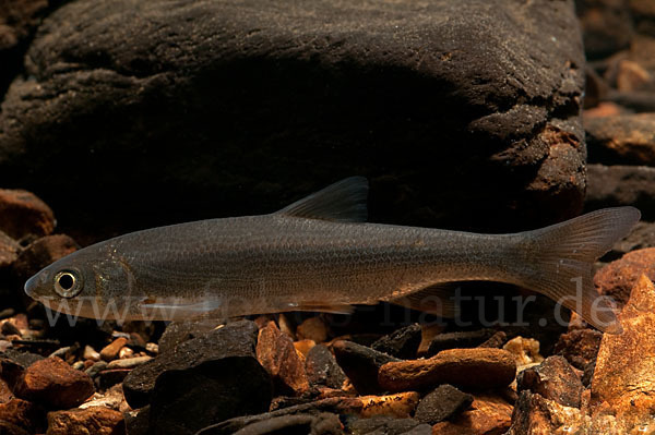 Nase (Chondrostoma nasus)