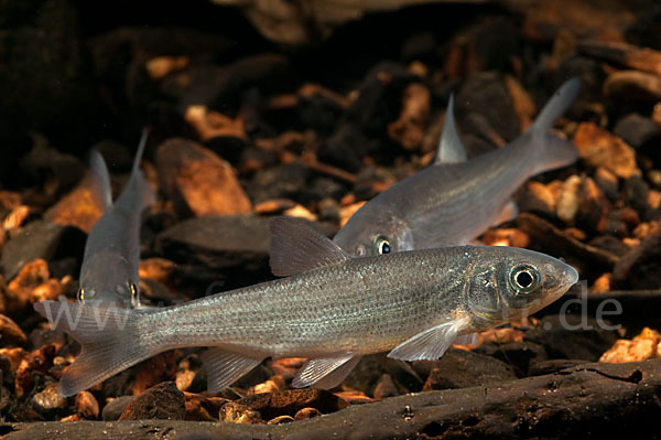 Nase (Chondrostoma nasus)