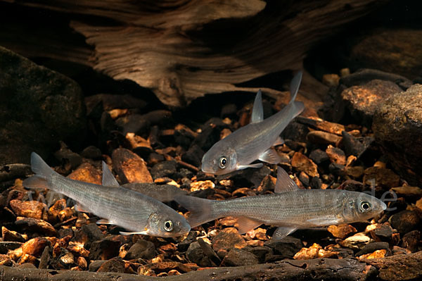 Nase (Chondrostoma nasus)