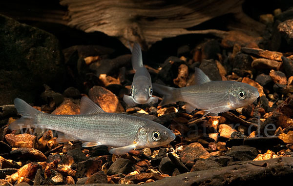 Nase (Chondrostoma nasus)