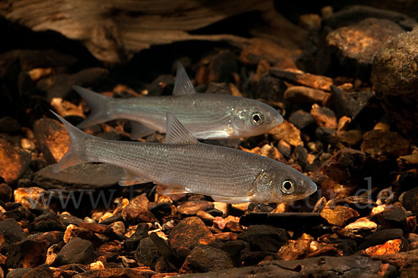 Nase (Chondrostoma nasus)