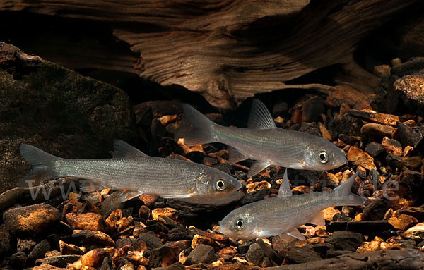 Nase (Chondrostoma nasus)