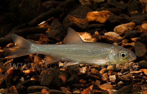 Nase (Chondrostoma nasus)