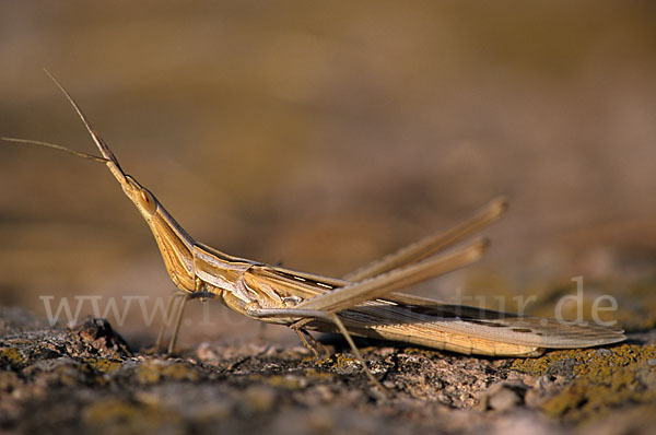 Nasenschrecke ssp. (Acrida ungarica mediterranea)