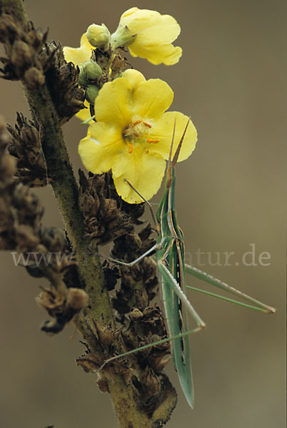 Nasenschrecke ssp. (Acrida ungarica mediterranea)