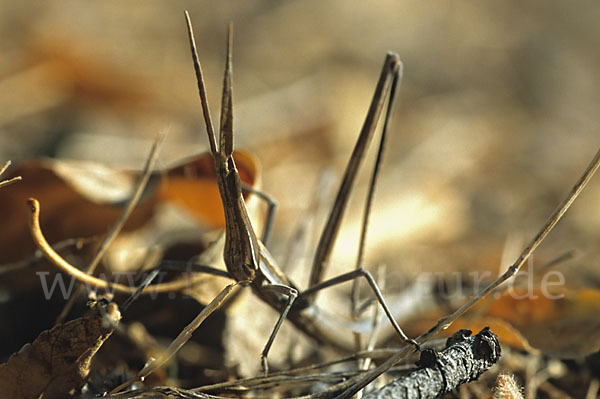 Nasenschrecke ssp. (Acrida ungarica mediterranea)